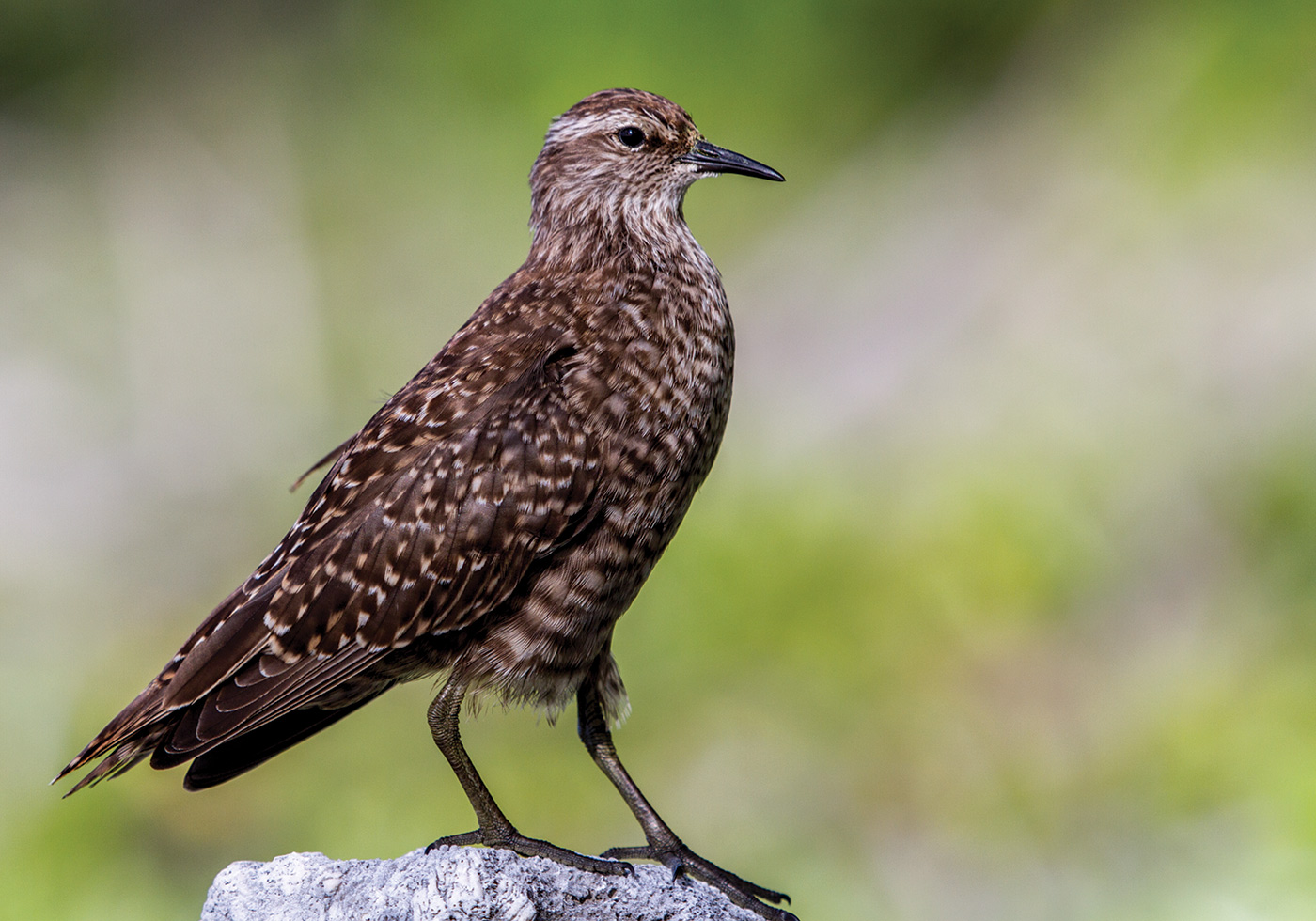 Endangered Tuamotu Sandpiper Prosobonia parvirostris (Titi) - Photo: Madeline Pott/Island Conservation