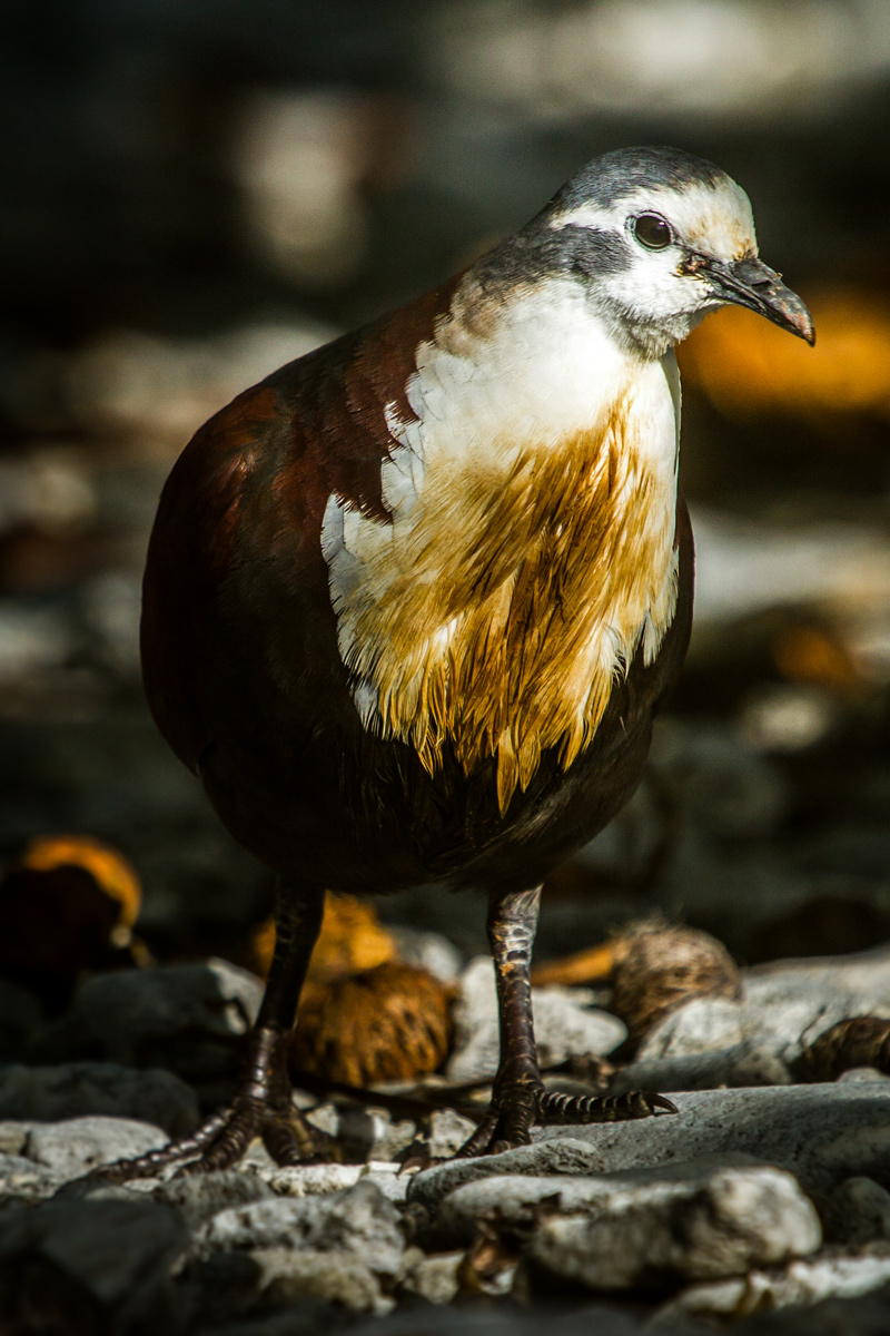 Acteon gambier Polynesian Ground Dove, photo by: Island Conservation/Maddy Pott