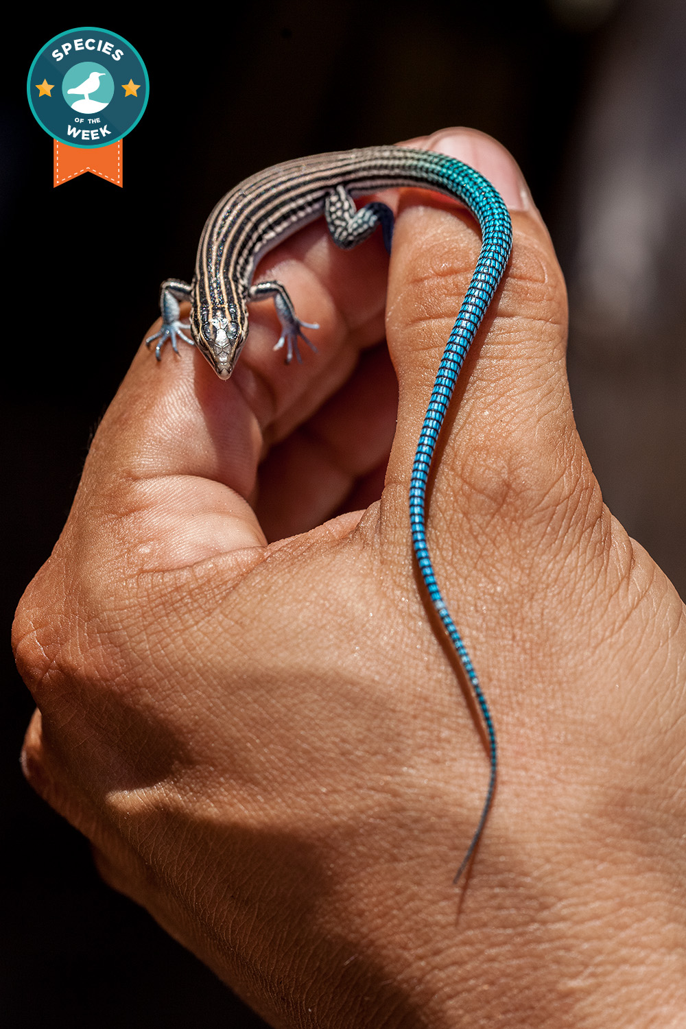 island conservation science cabritos island pigmy bluetailed ameiva dominican republic