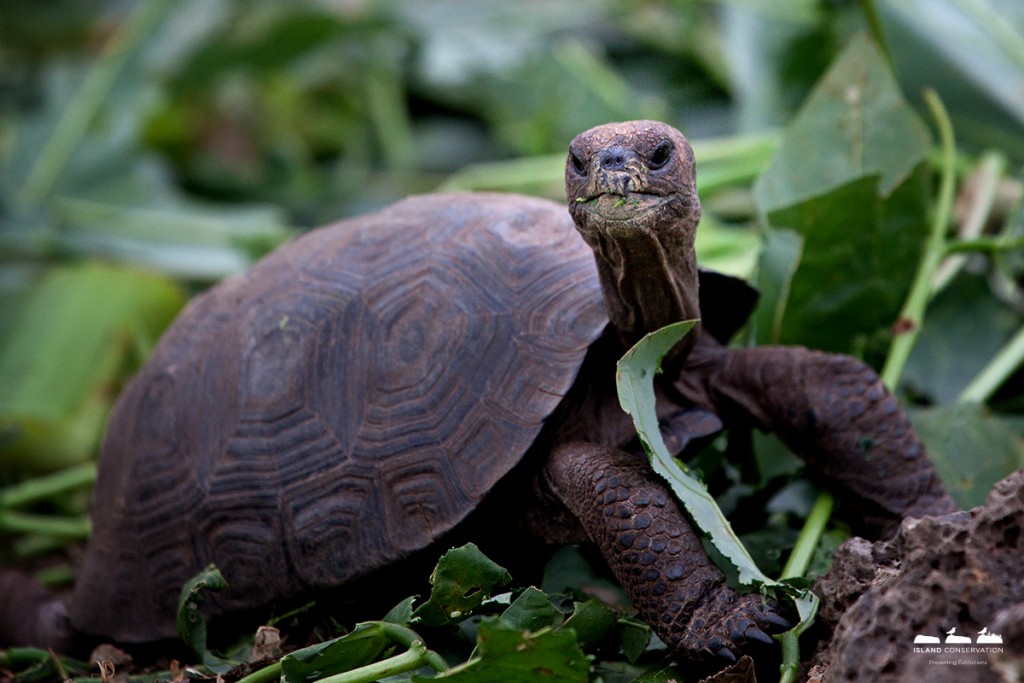 Island conservation science galapagos pinzon giant tortoise hatchling photographer rory stansbury