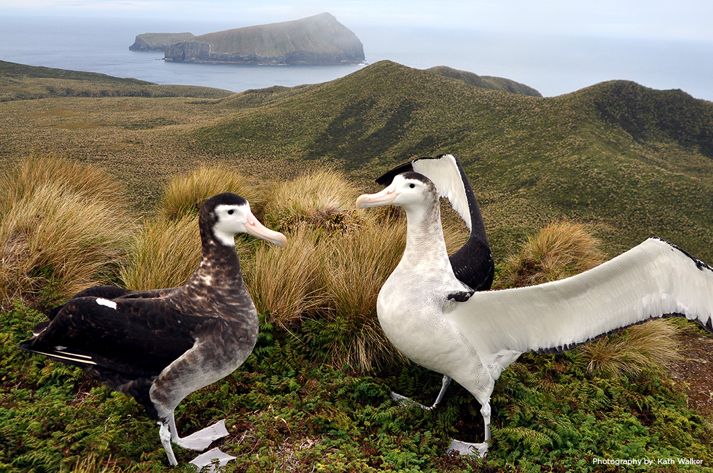 Island watch conservation science albatross antipodes islands