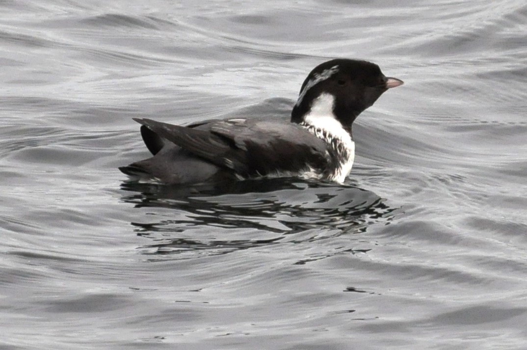 These islands support a significant proportion of the world’s population of Ancient Murrelets, a Species-at-Risk in Canada. © Parks Canada / C. Bergman