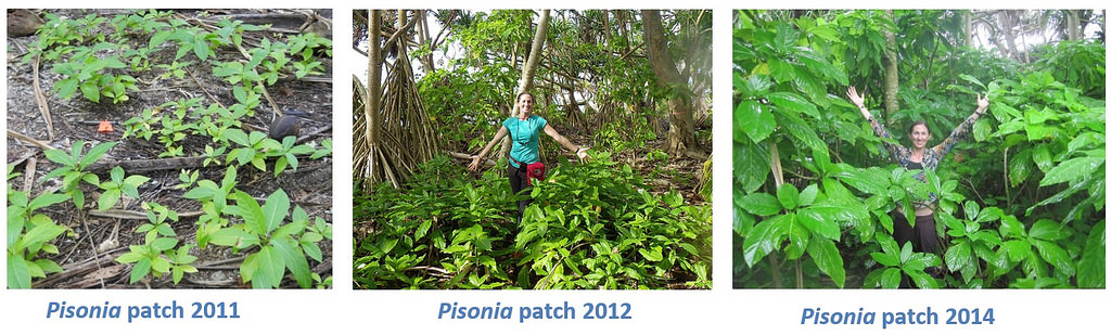 Island-Conservation-Science-Native-Pisonia- Palmyra Atoll -Dateline-Photo-Andrew-Wright