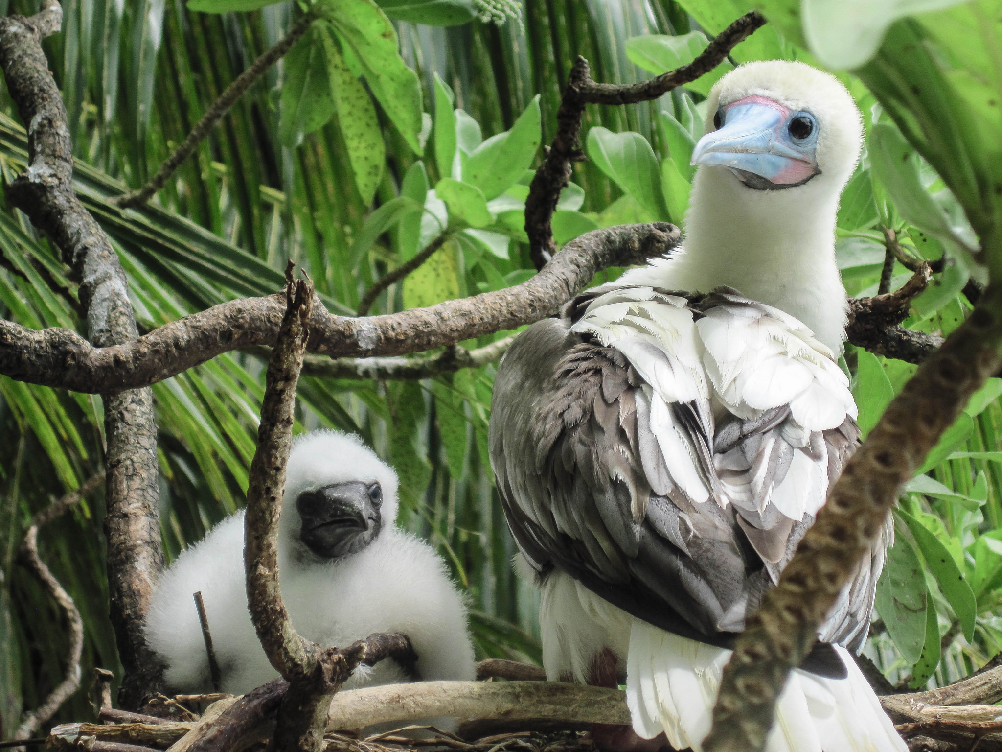 Island-Conservation-Science-Red-footed-Booby - Palmyra Atoll Dateline-NBC