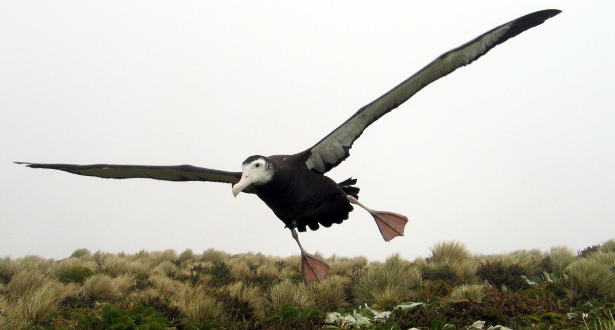 Island conservation science antipodean albatross antipodes island new zeland