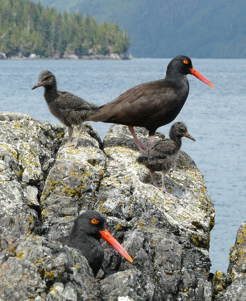 island-conservation-gwaii-haanas-canada-oystercatcher