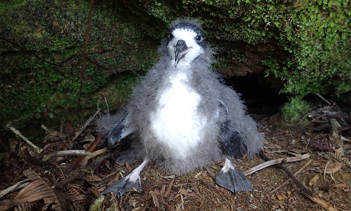 Hawaiian Petrel chick island conservation kaho`olawe