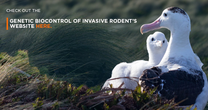 Genetic Biocontrol of invasive rodents species