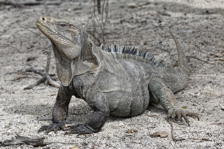 Eladio Fernandez cabritos island ricords iguana