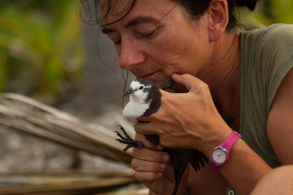 island conservation french polynesia tutururu