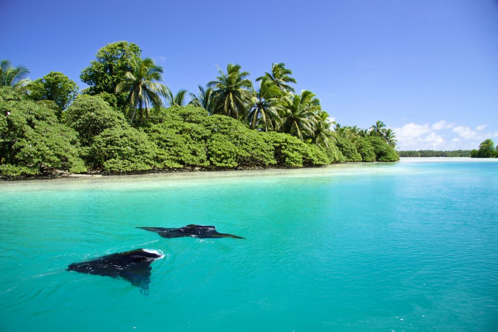 island conservation palmyra atoll line islands rays