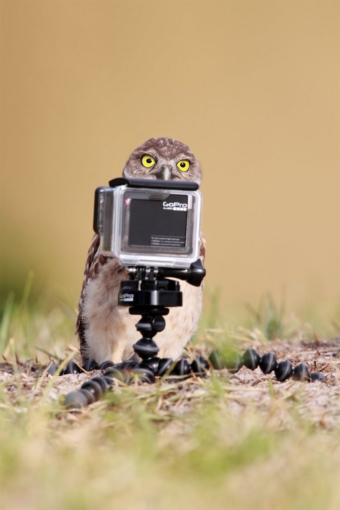 island conservation science owl photographer