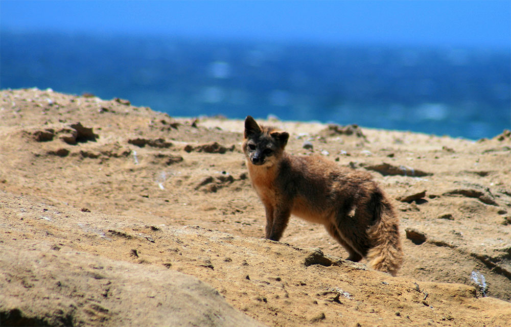 Island Conservation California Channel Islands, The Galápagos Of North ...