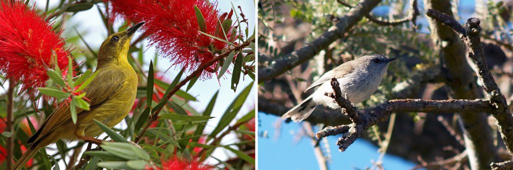 island conservation warbler and honeyeater