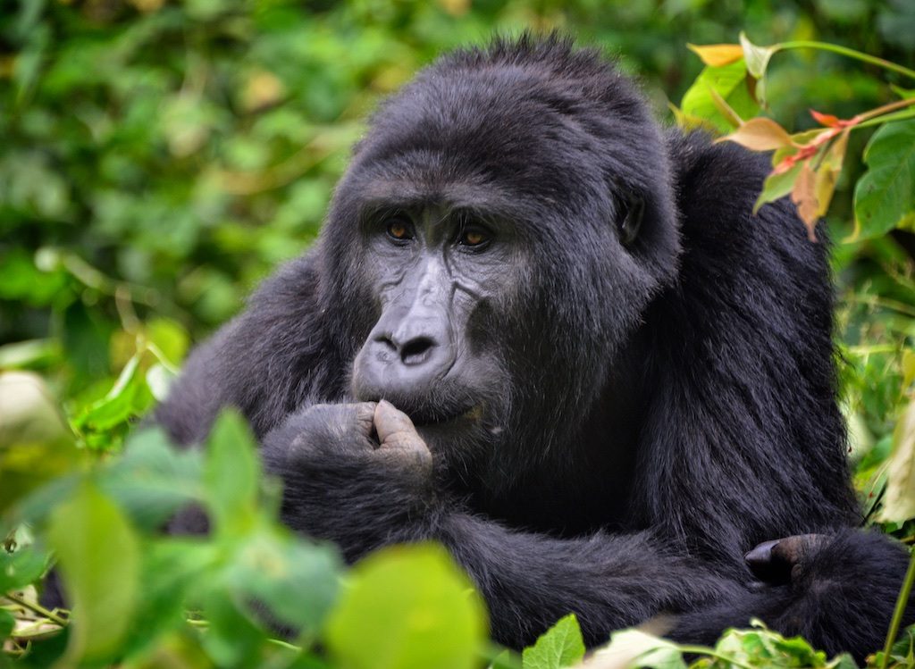 island conservation paula castano silverback gorilla