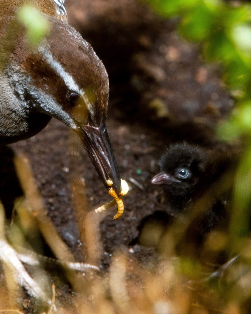 island conservation guam rail brown tree snakes