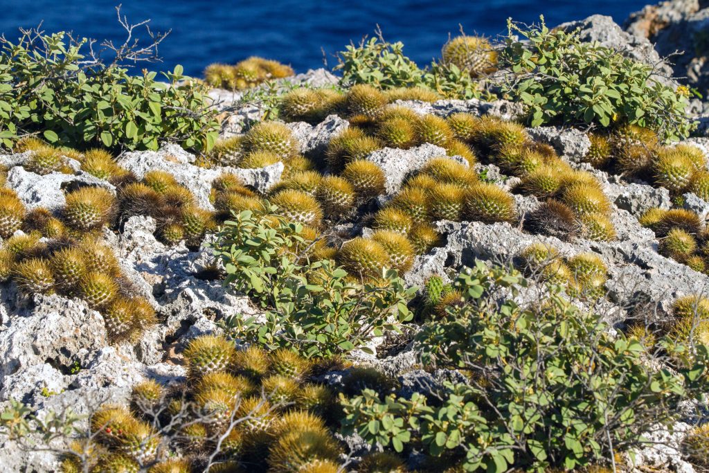 island conservation mona island scrub