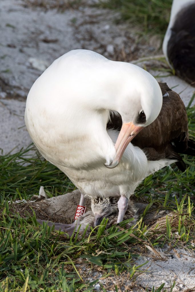 island conservation wisdom laysan albatross nest