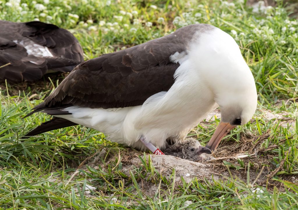 island conservation wisdom laysan albatross nest attentive mother