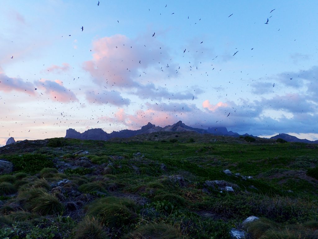 island conservation motu oa sunset sooty terns