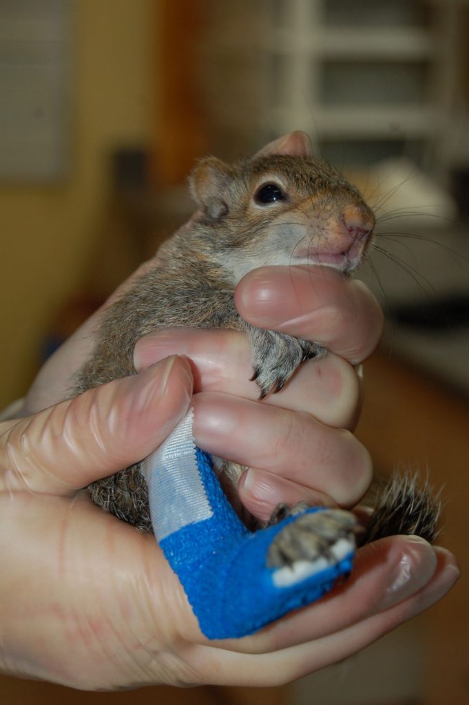 island conservation grey squirrel sara dubois (in hand)