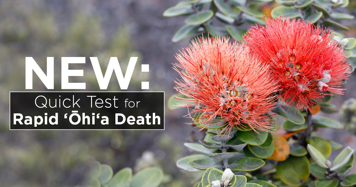 Island Conservation Innovation In Action: Testing For Rapid ʻŌhiʻa ...