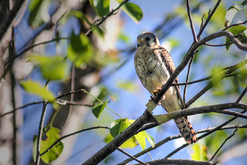 american kestrel, cernicalo americano, island conservation desecheo isla USFWS