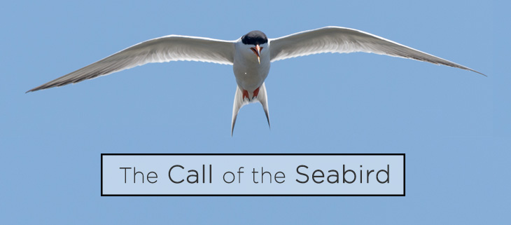 Island Conservation The Call of the Seabird: Advances in Acoustic ...