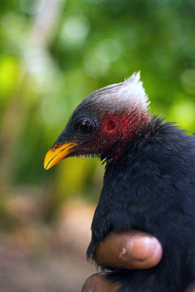 island-conservation-preventing-extinctions-palau-megapode