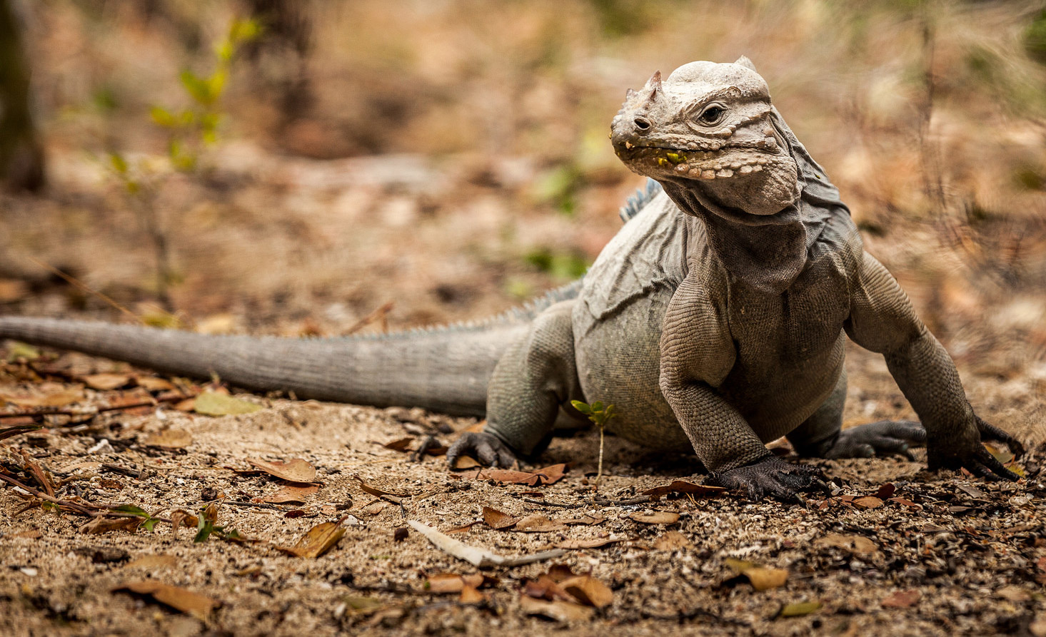 Island Conservation rhinoceros iguana cabritos island dominican republic - Francisco Javier Tadeo Domínguez Britto