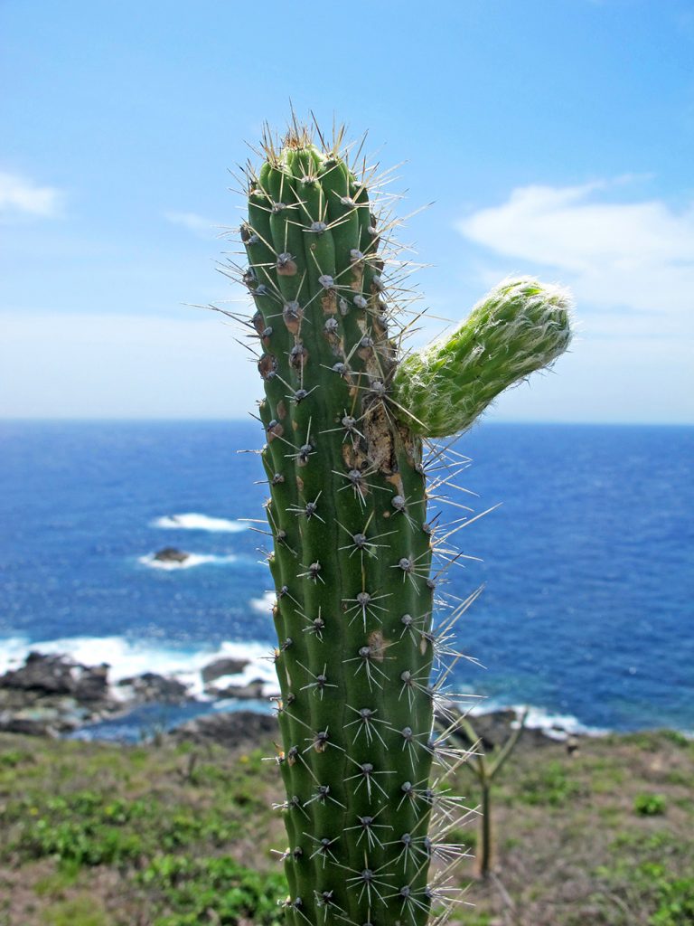 island-conservation-preventing-extinctions-harrisia-flower-bud