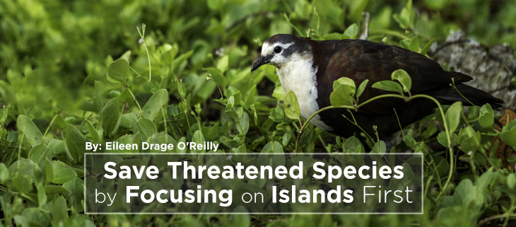 Island Conservation Save Threatened Species By Focusing On