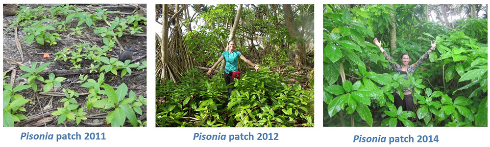 island-conservation-palmyra-atoll-pisonia-regrowth