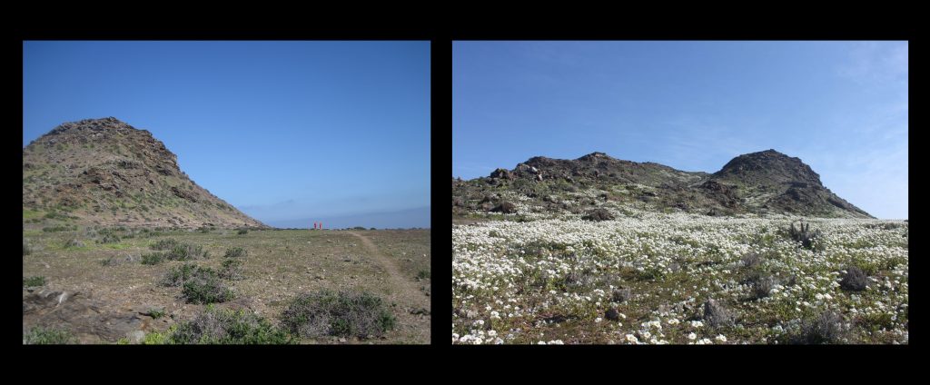 island-conservation-preventing-extinctions-choros-before-after-2