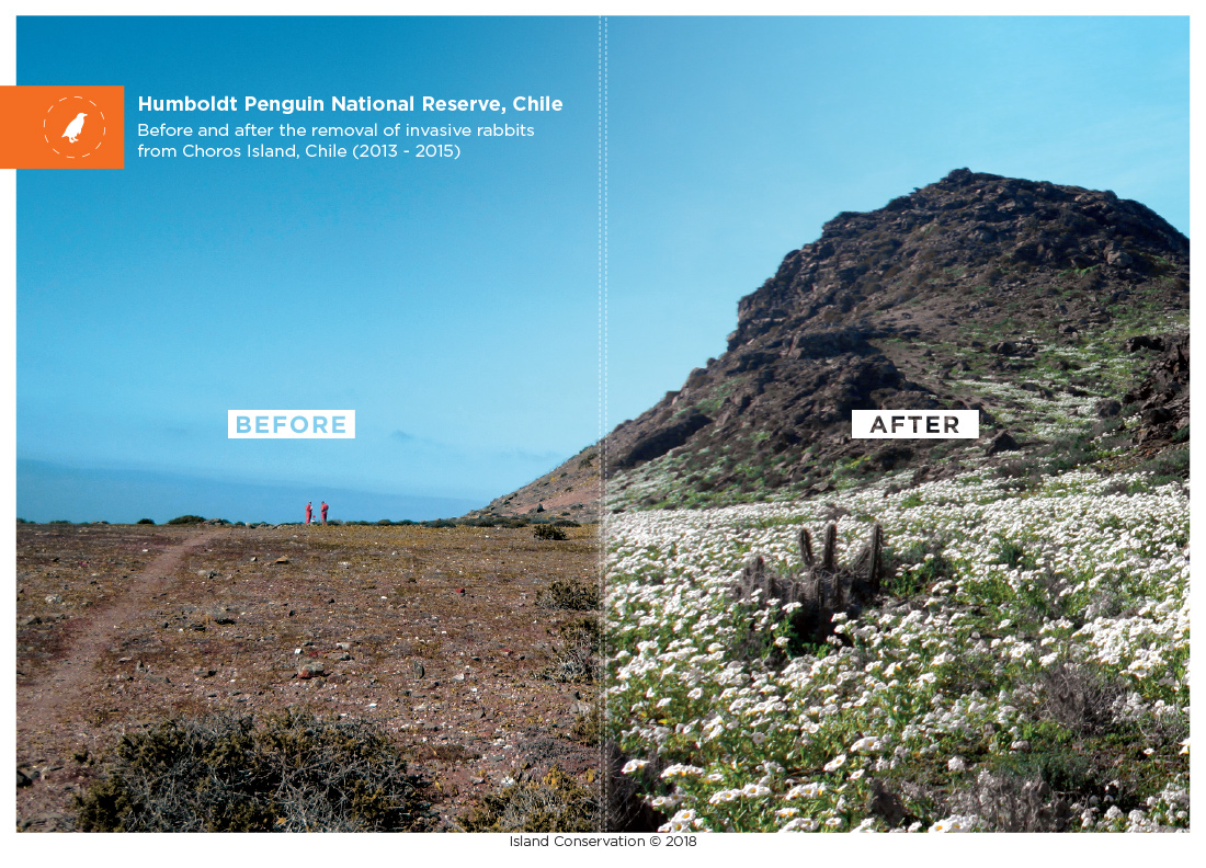 Humboldt Penguin National Reserve Chile Before and after