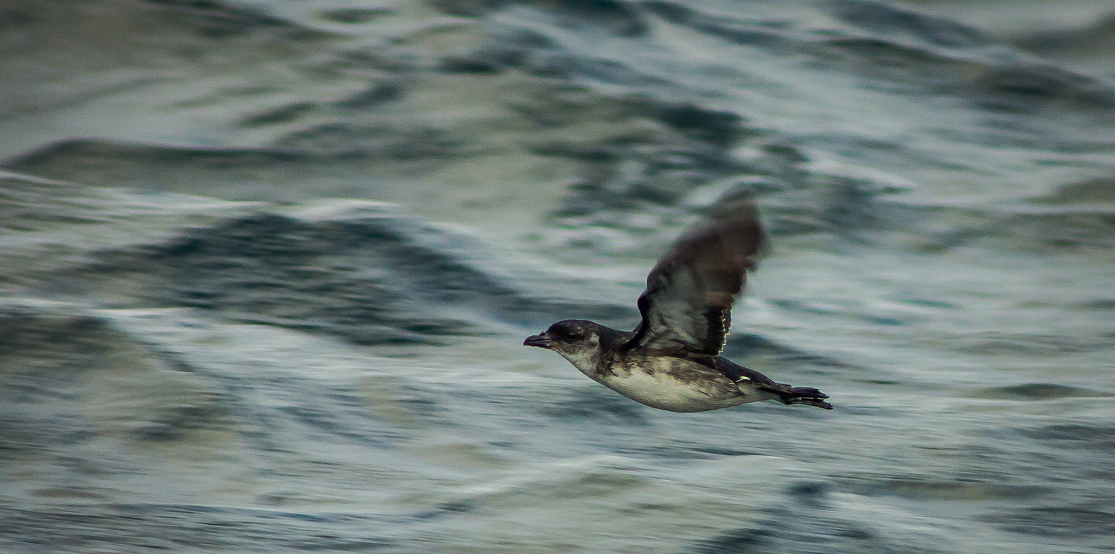 Humboldt Penguin National Reserve