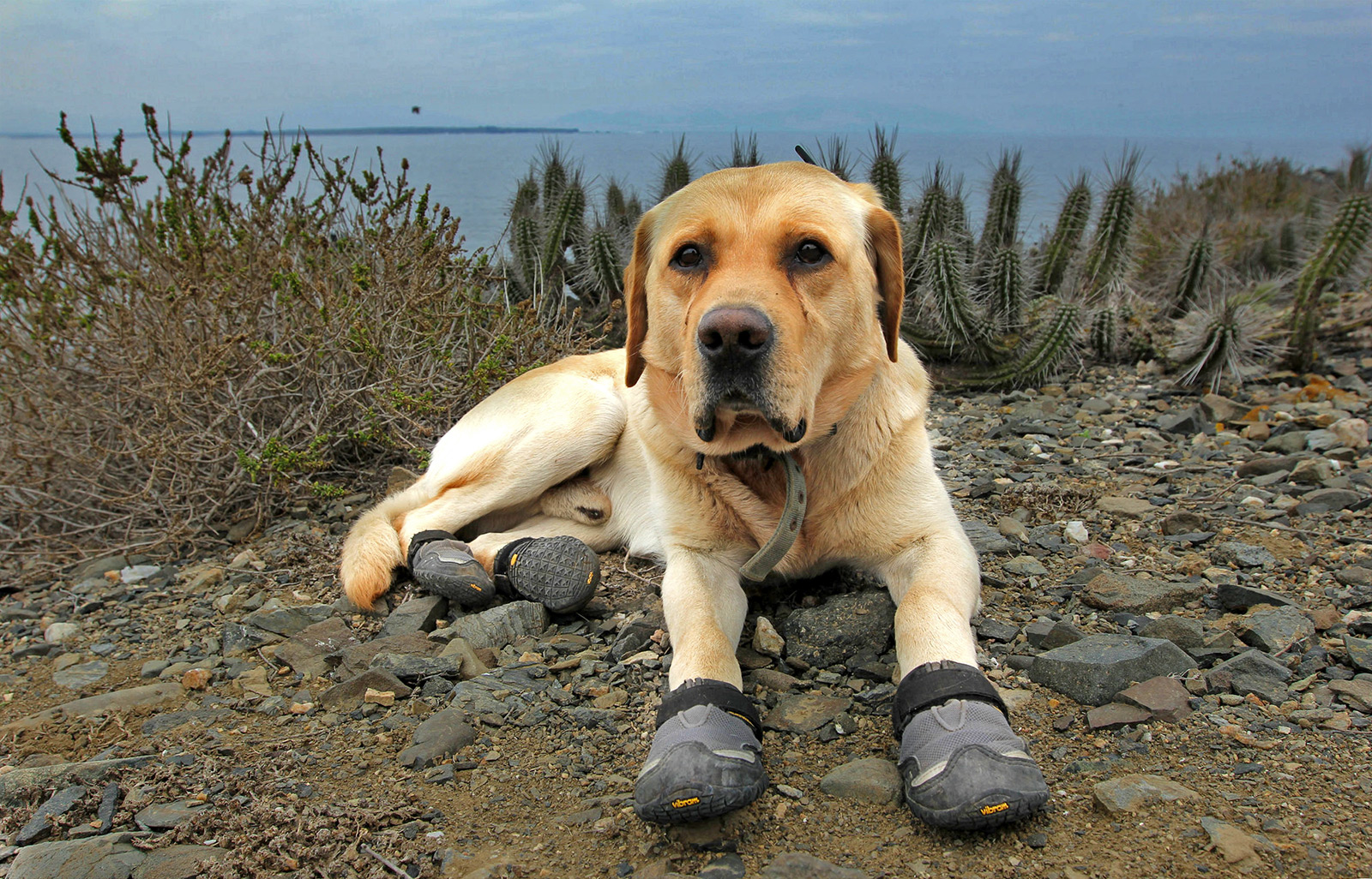 Humboldt Penguin National Reserve trained dog 