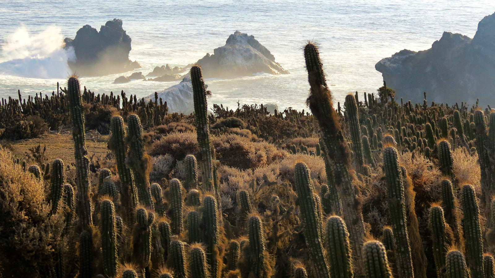 Humboldt Penguin National Reserve 