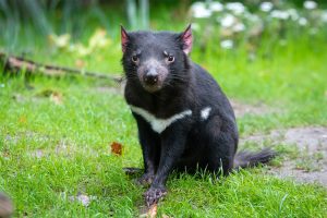 island-conservation-invasive-species-preventing-extinctions-Tasmanian-Devil