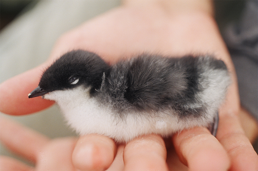 island-conservation-invasive-species-preventing-extinctions-anapaca-island-scripps-murrelet