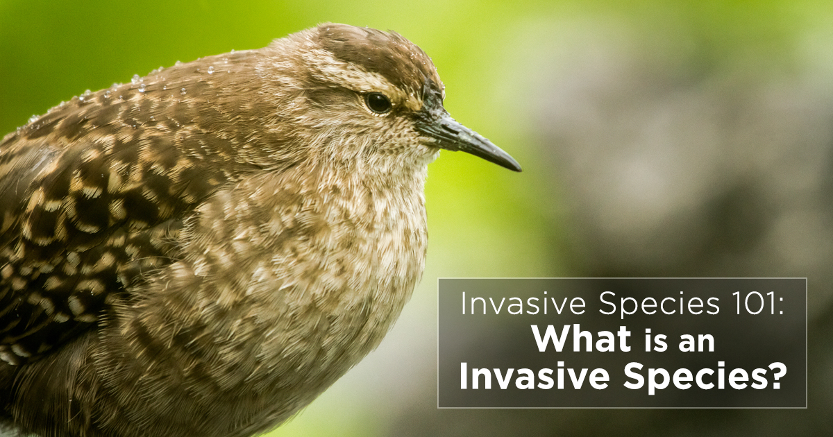 Island Conservation Invasive Species 101: What is an Invasive Species ...