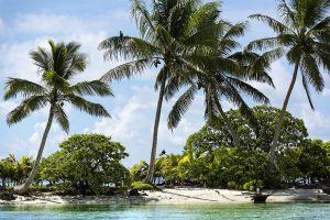 island-conservation-preventing-extinctions-invasive-species-Palmyra-Atoll-Trees