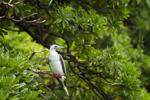 island-conservation-preventing-extinctions-invasive-species-Palmyra-Red-Footed-Booby