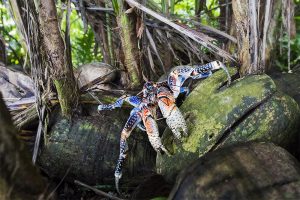 island-conservation-preventing-extinctions-invasive-species-Palmyra-coconut-crab