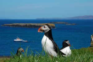 island-conservation-preventing-extinctions-invasive-species-tracks-Shiant-Islands-Puffins