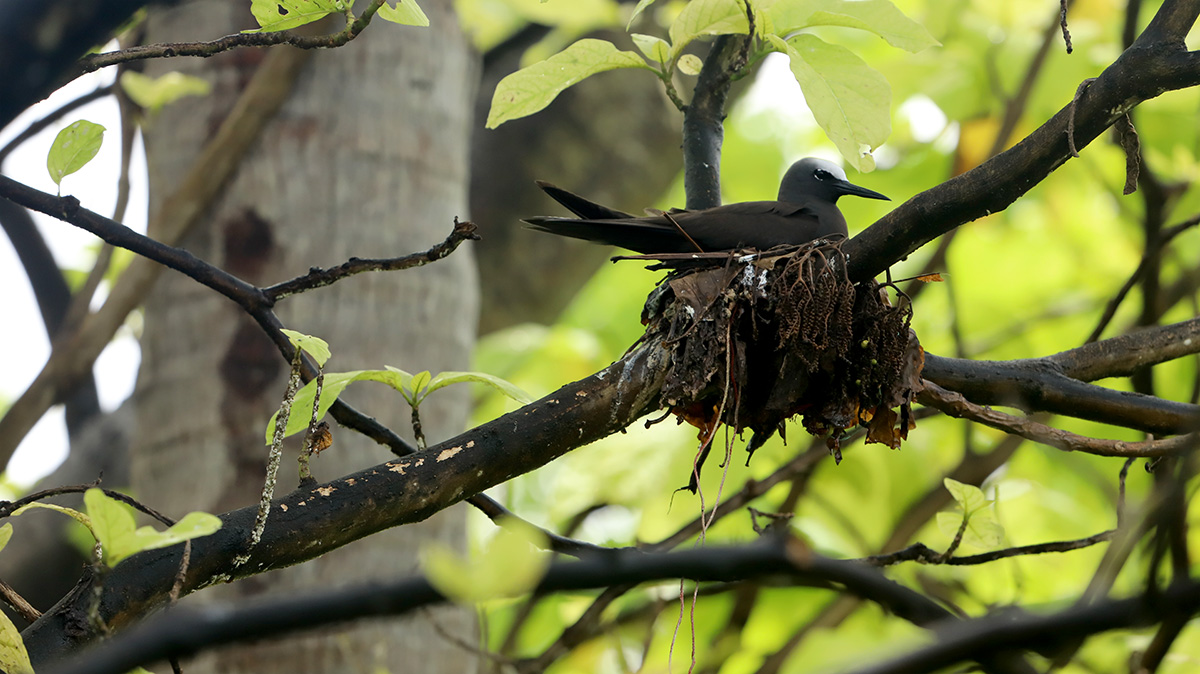 Island Conservation palau kayangel brown noddy