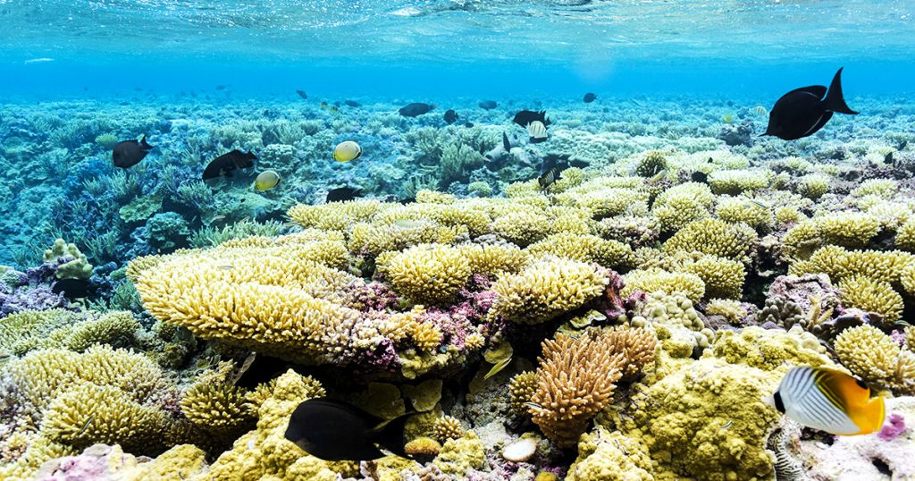 island-conservation-invasive-species-preventing-extinction-coral-reefs-palmyra-atoll-fb