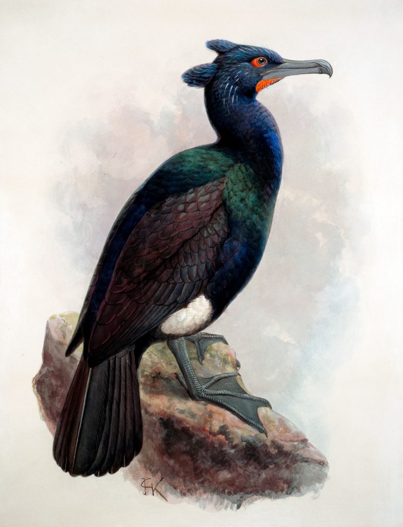 island-conservation-invasive-species-preventing-extinctions-spectacled-cormorant-extinct-seabird