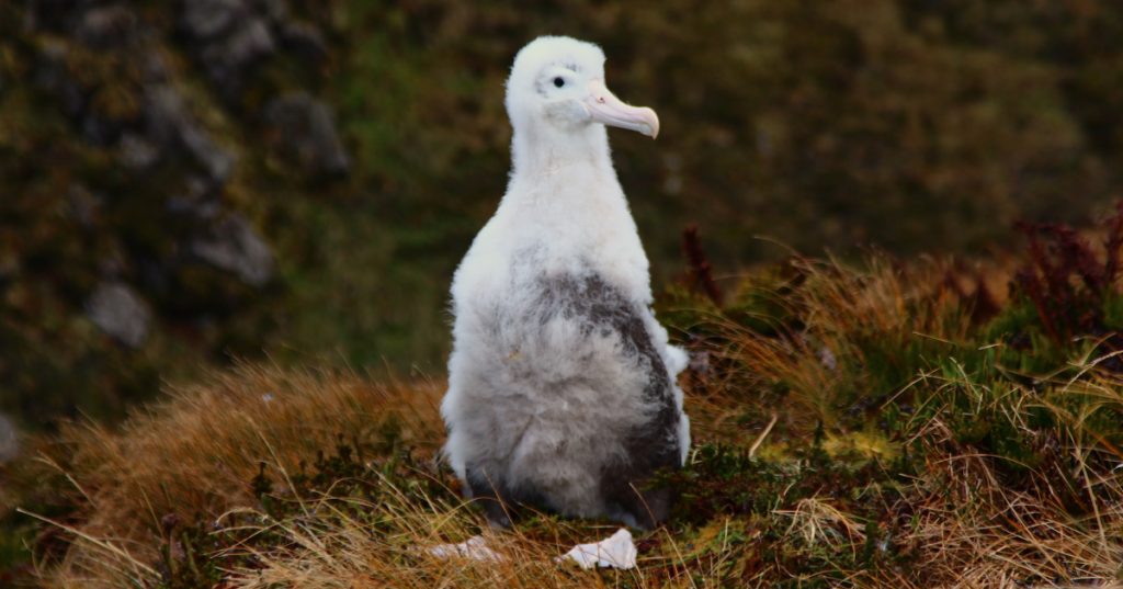 island-conservation-invasive-species-tristan-albatross-gough-island