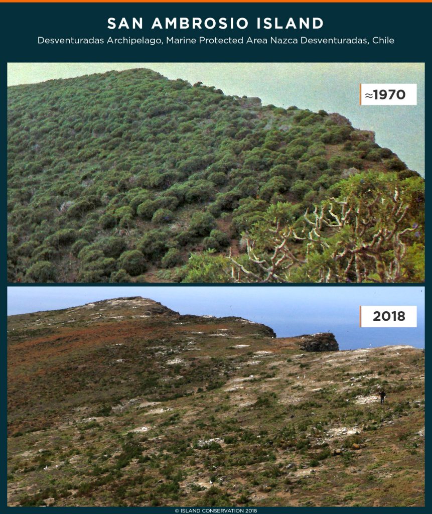 island conservation thamnoseris lacerata san ambrosio chile desventuradas